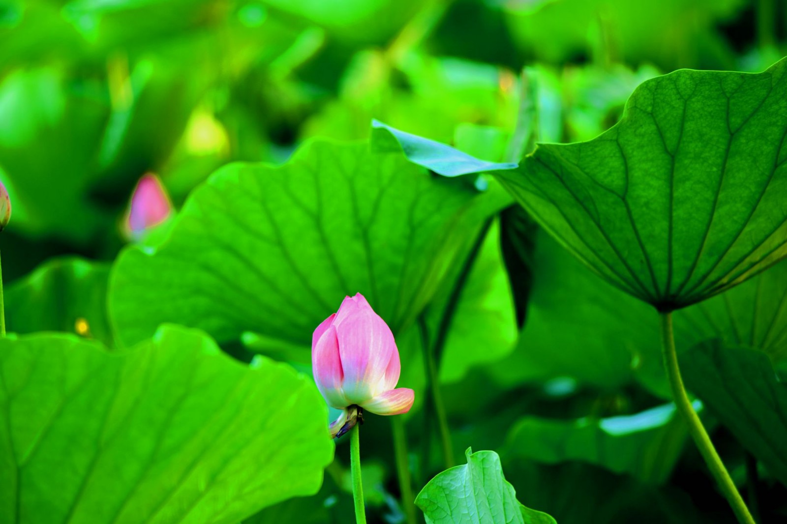 DSC_1480_副本.jpg