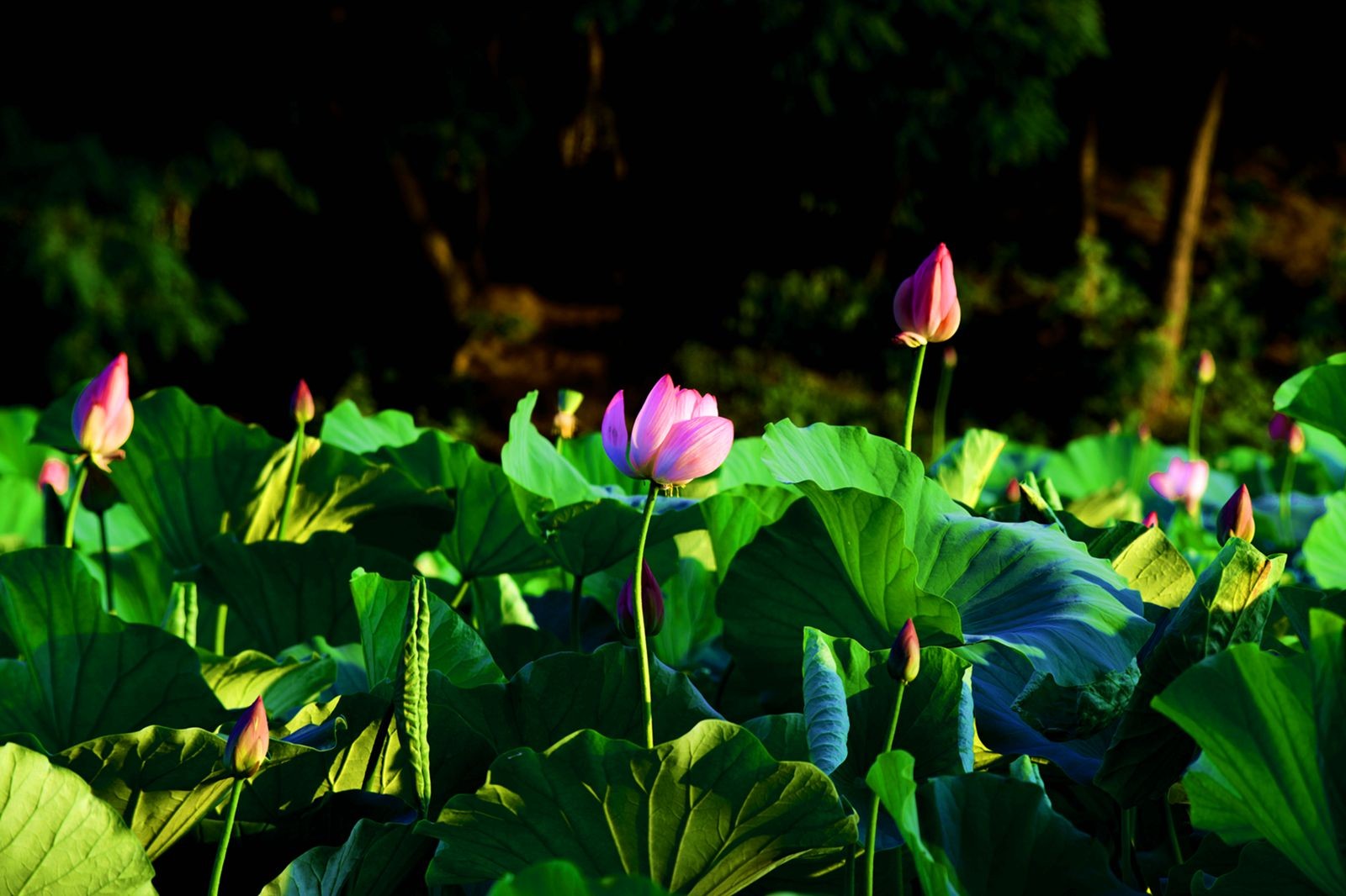 DSC_1478_副本.jpg