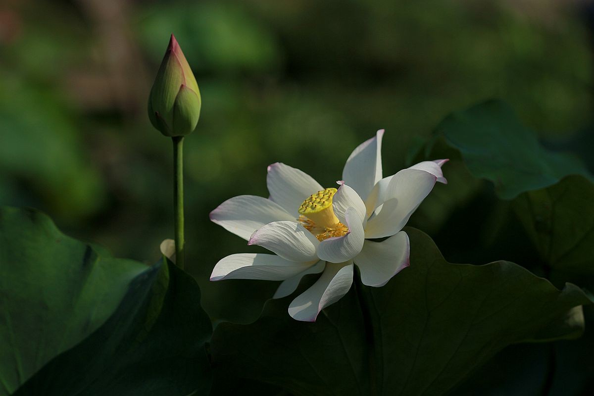 IMG_4929_副本.jpg