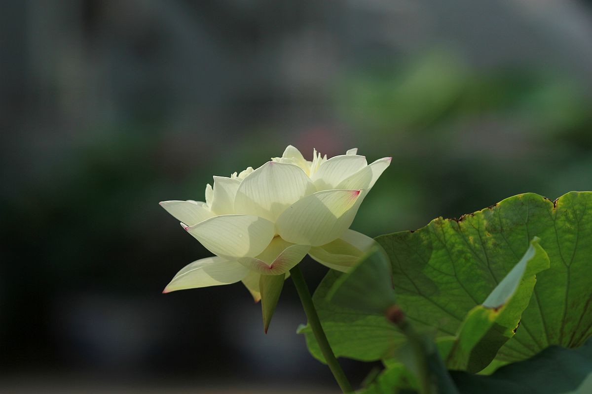 IMG_5291_副本.jpg