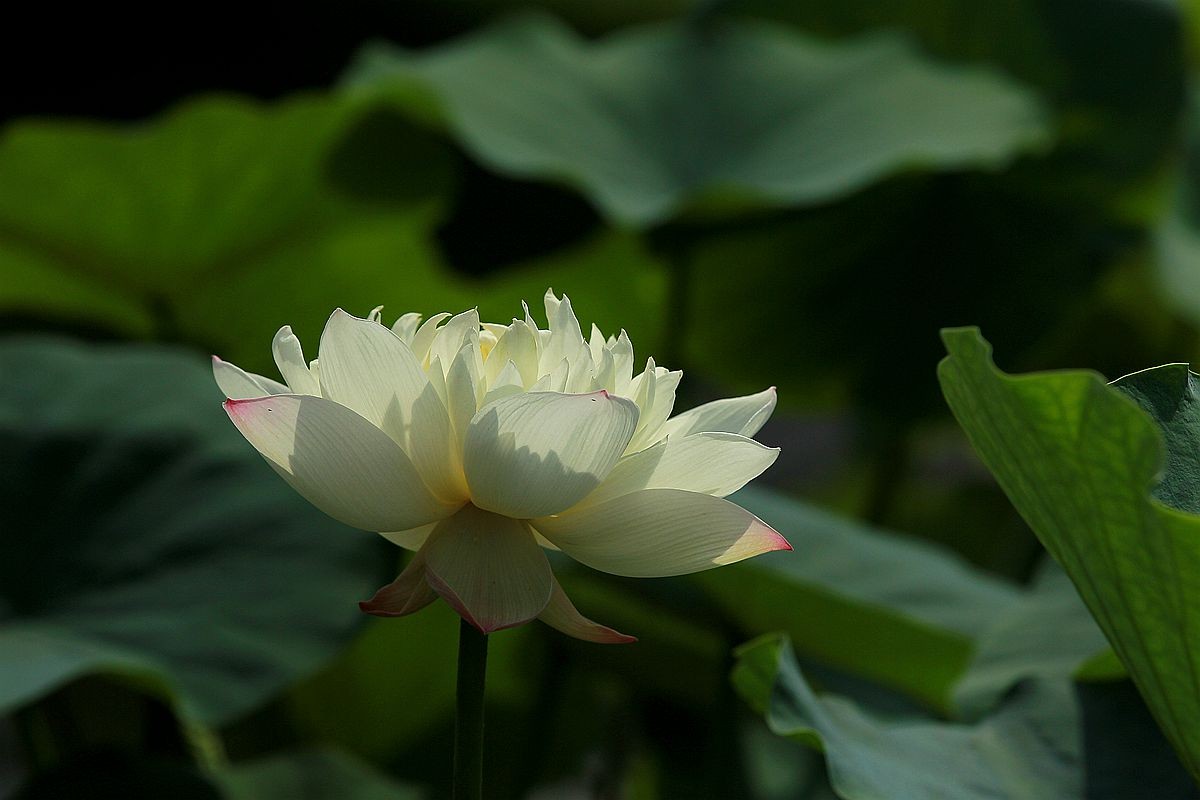 IMG_5470_副本.jpg