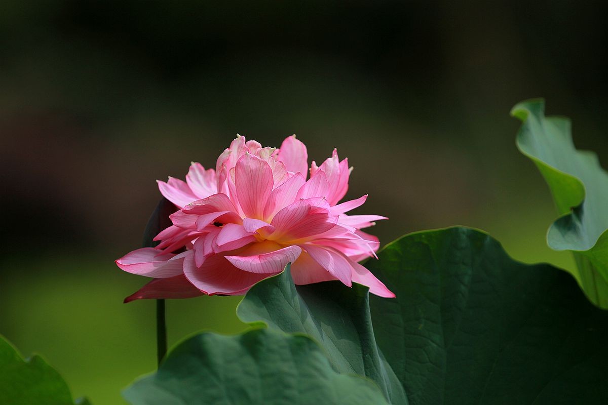 IMG_5555_副本.jpg