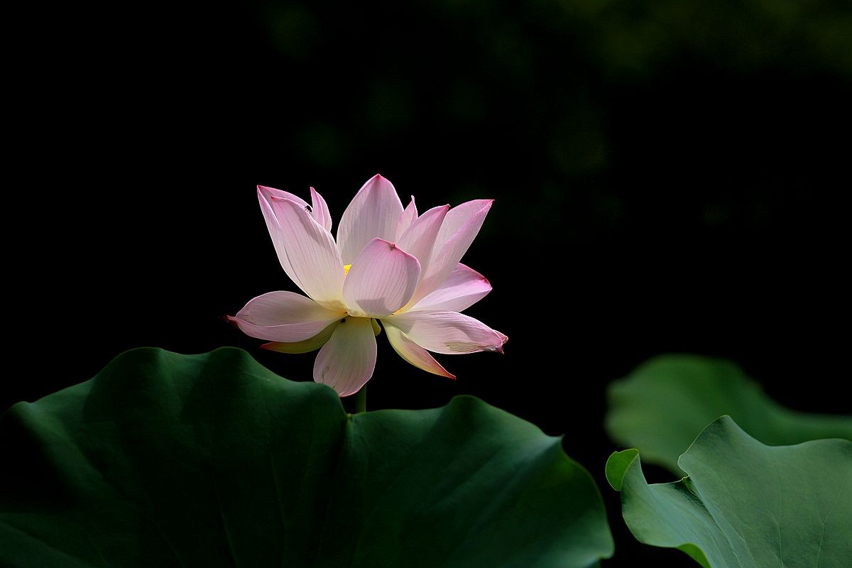 IMG_5554_副本.jpg