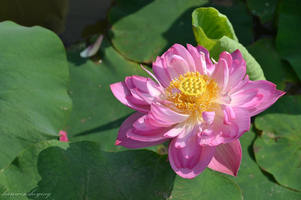 DSC_1004.JPG
