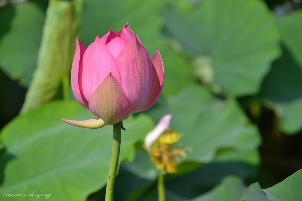 DSC_1014.JPG
