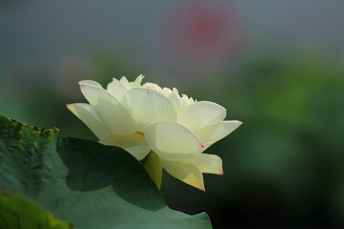 IMG_5288_副本.jpg