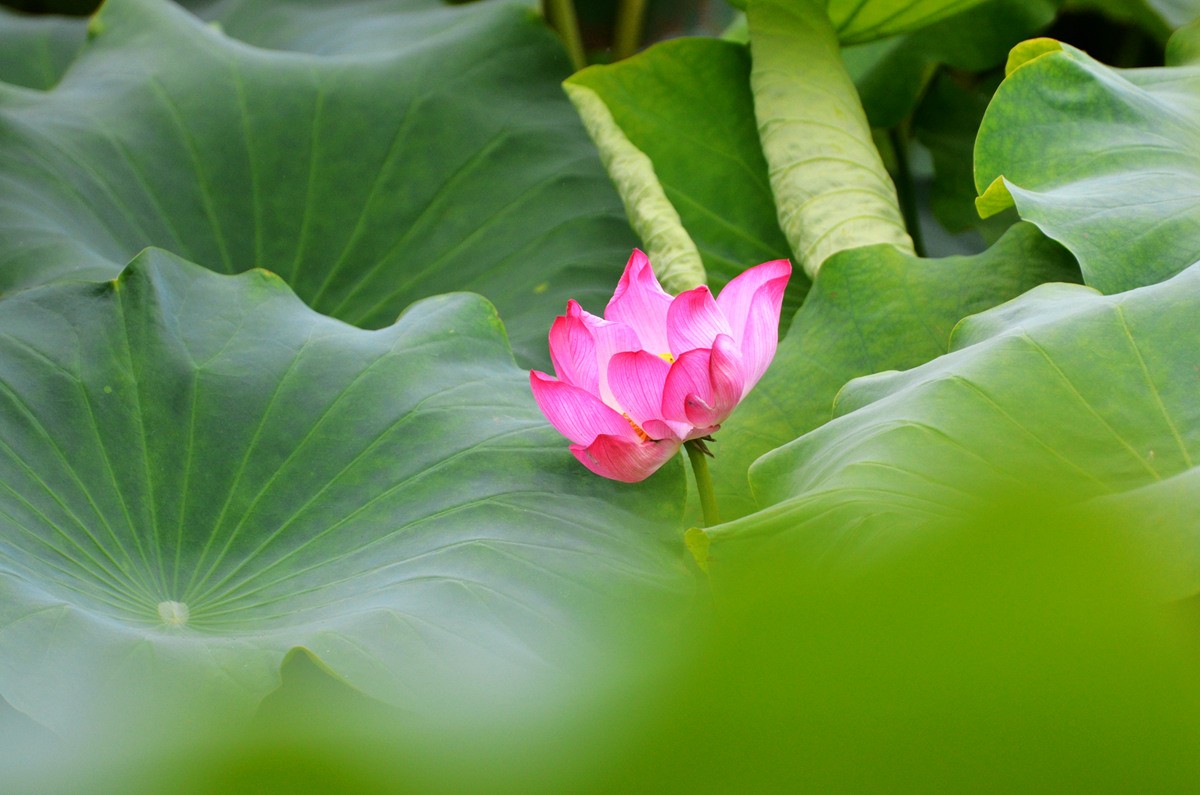 DSC_0107_副本.jpg