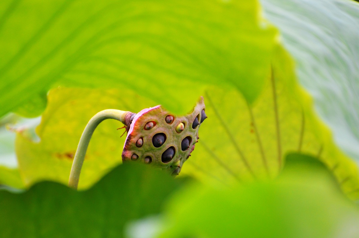 DSC_0096_副本.jpg