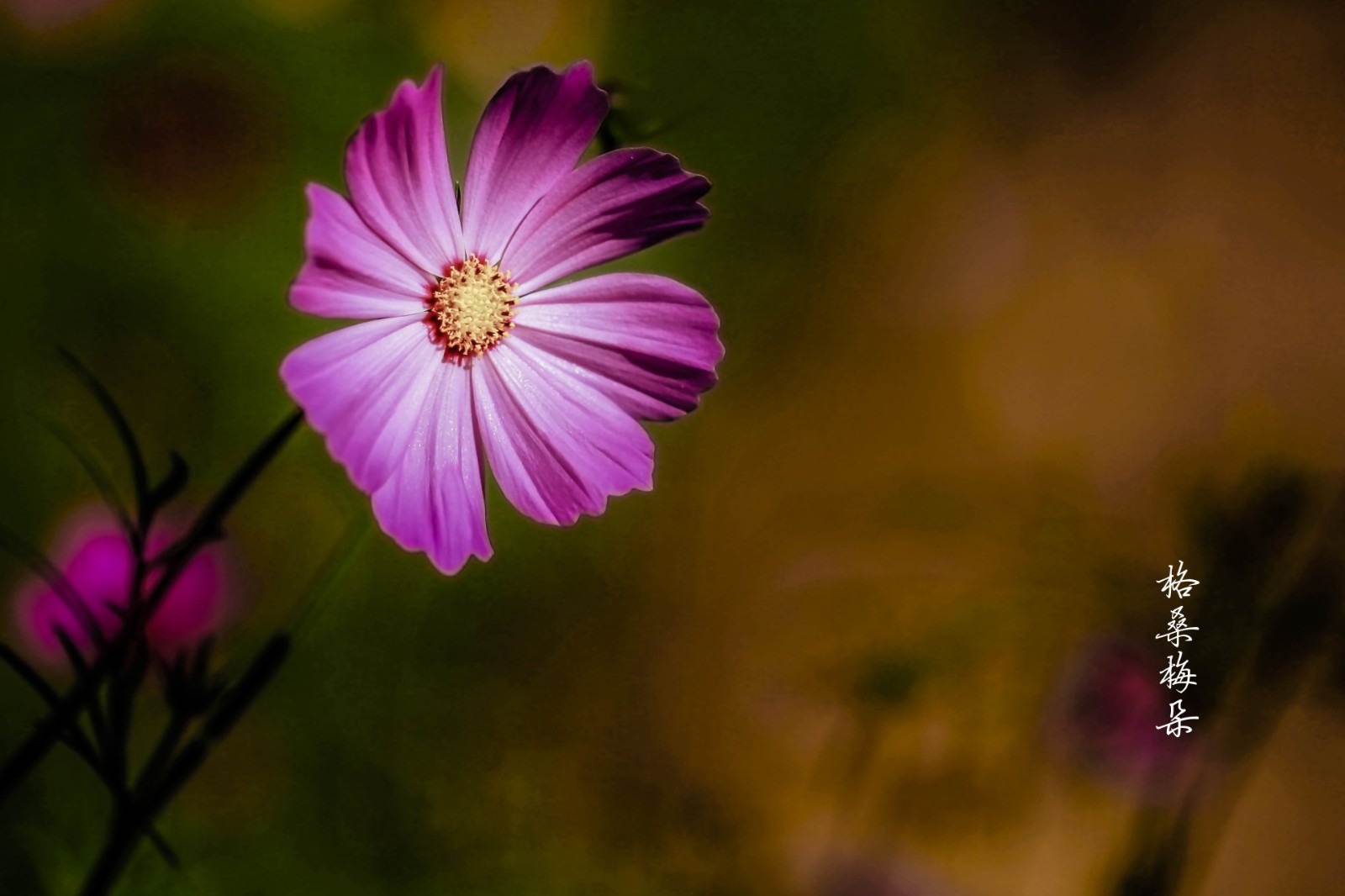 _MG_6856.jpg
