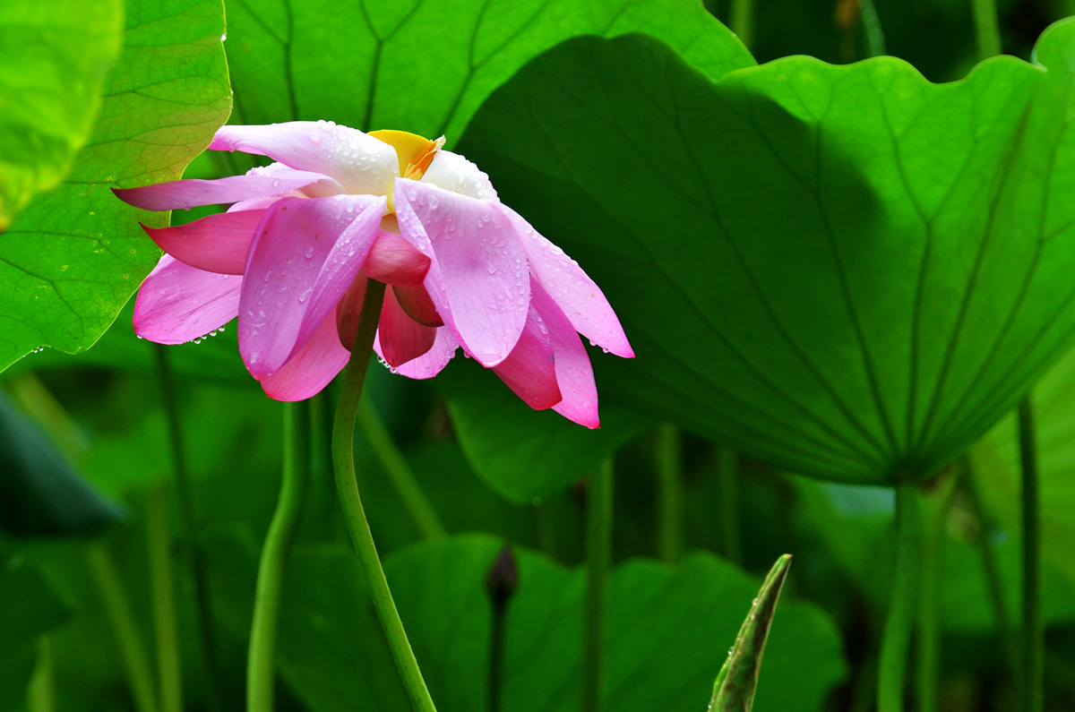 DSC_0053_副本.jpg