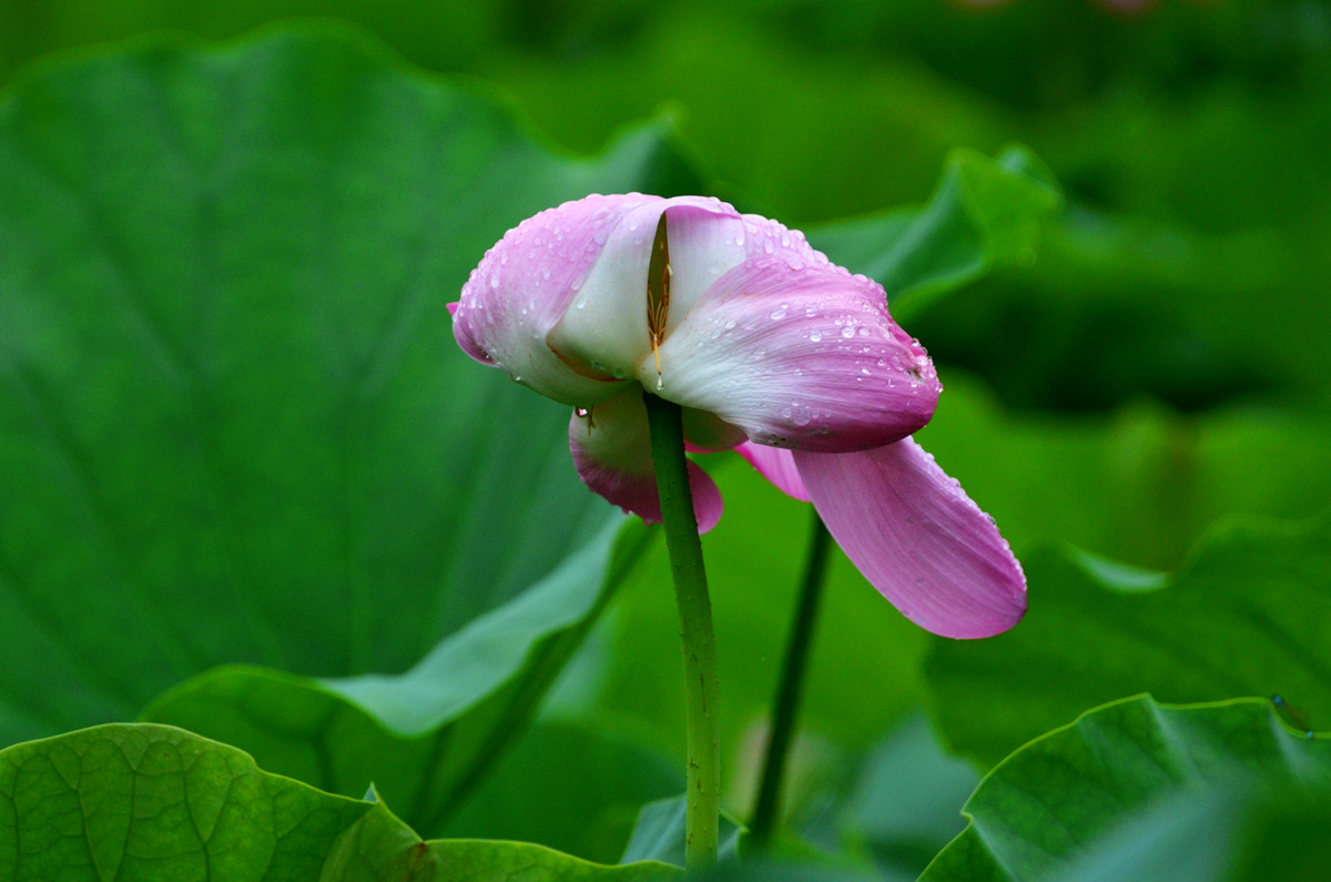 DSC_0036_副本.jpg