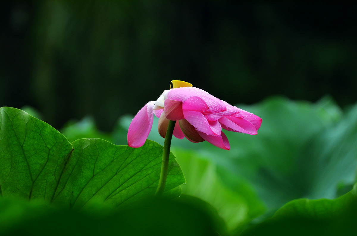 DSC_0154_副本.jpg