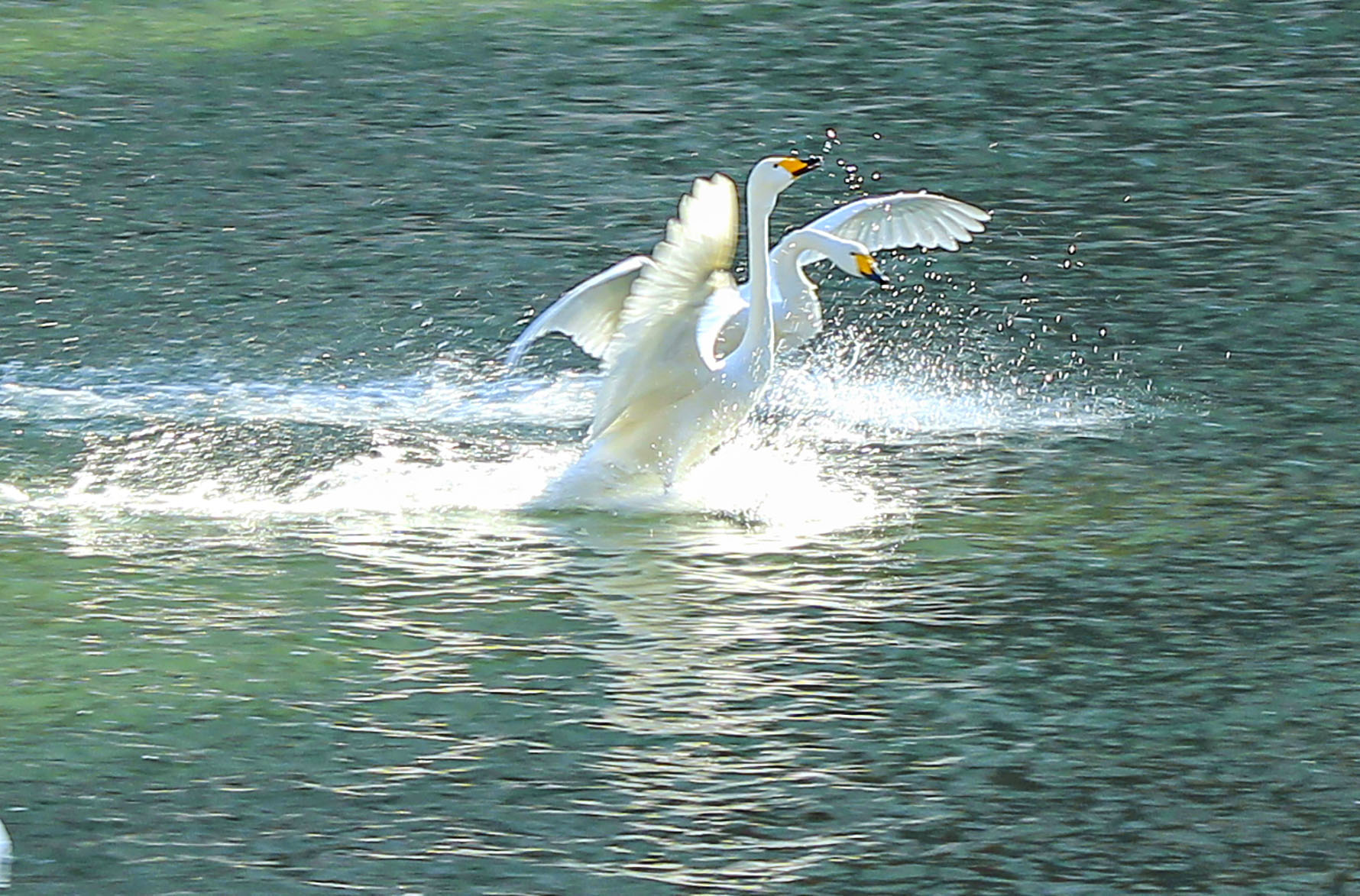IMG_8927天鹅戏水.JPG