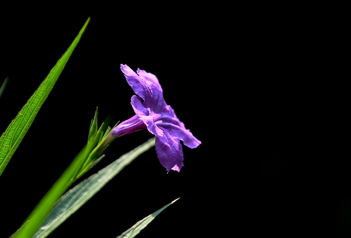 IMG_6665_副本.jpg