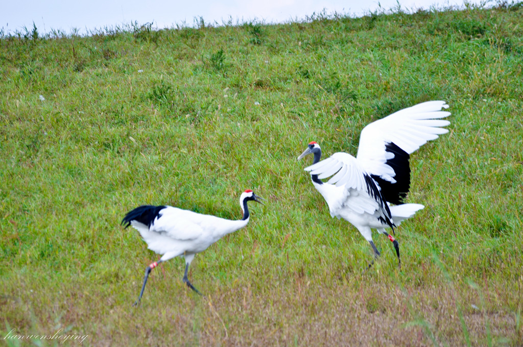 DSC_0155.JPG