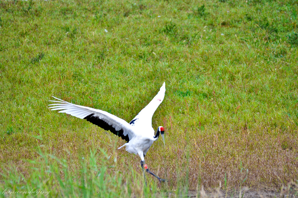 DSC_0142.JPG