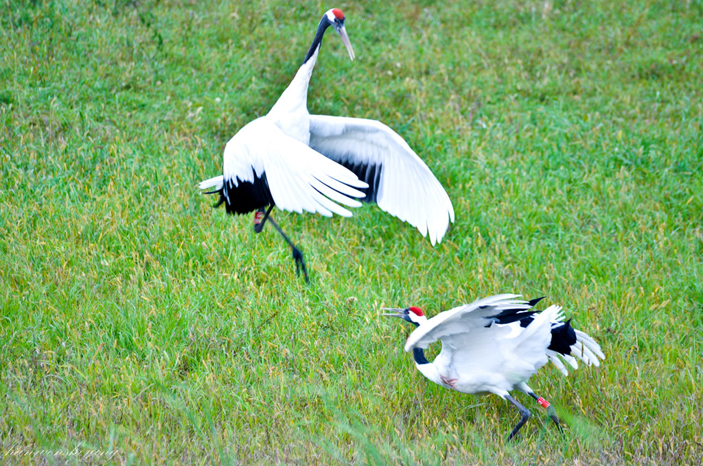 DSC_0171.JPG