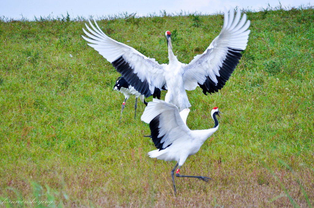 DSC_0163.JPG