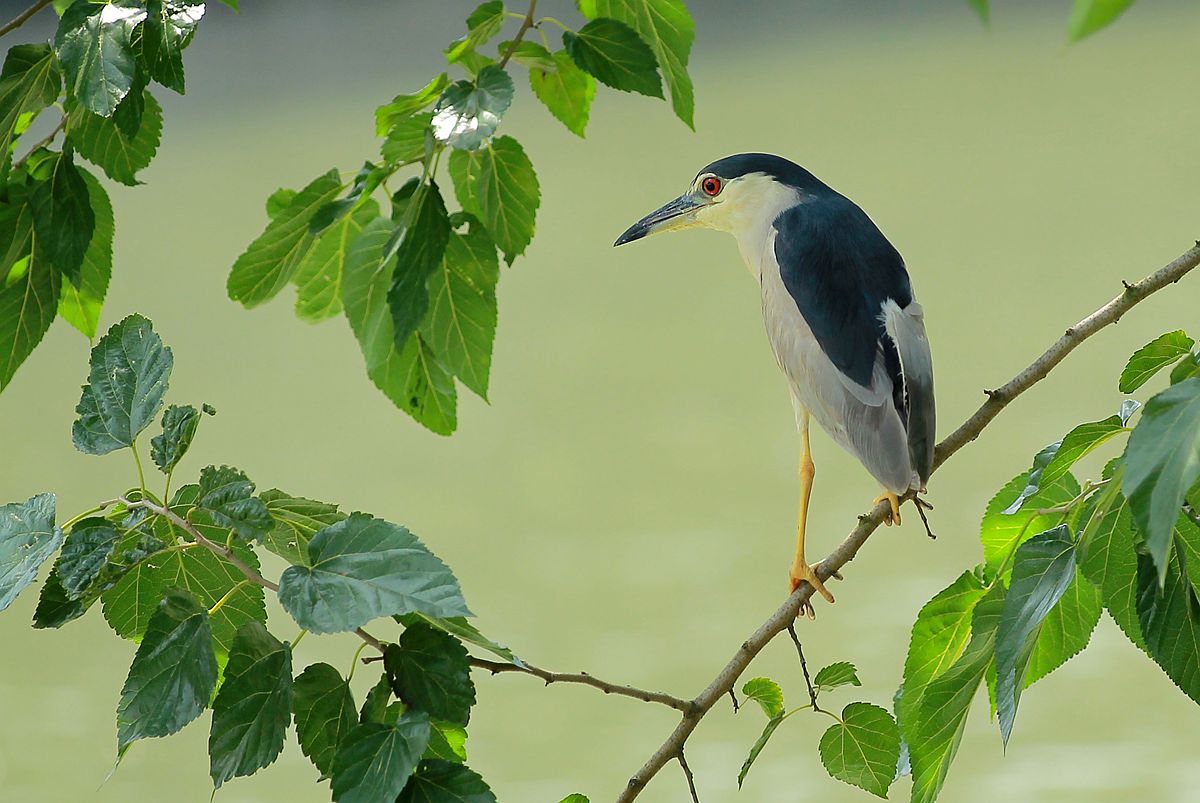 IMG_6604_副本.jpg