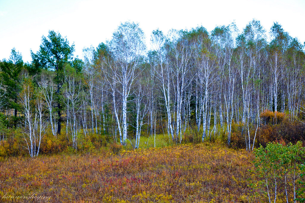DSC_0270.JPG