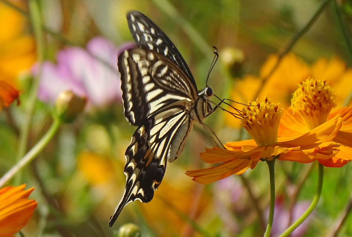 DSC01948_副本.jpg