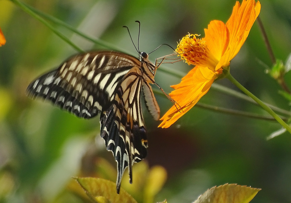 DSC01952_副本.jpg