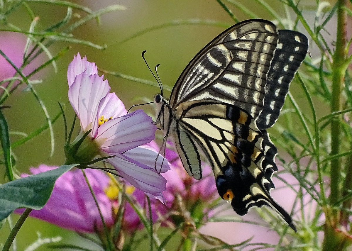 DSC01960_副本.jpg