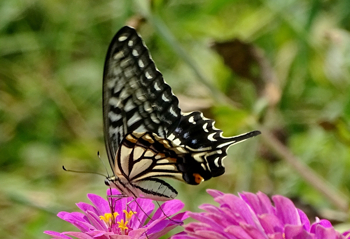DSC01974_副本.jpg