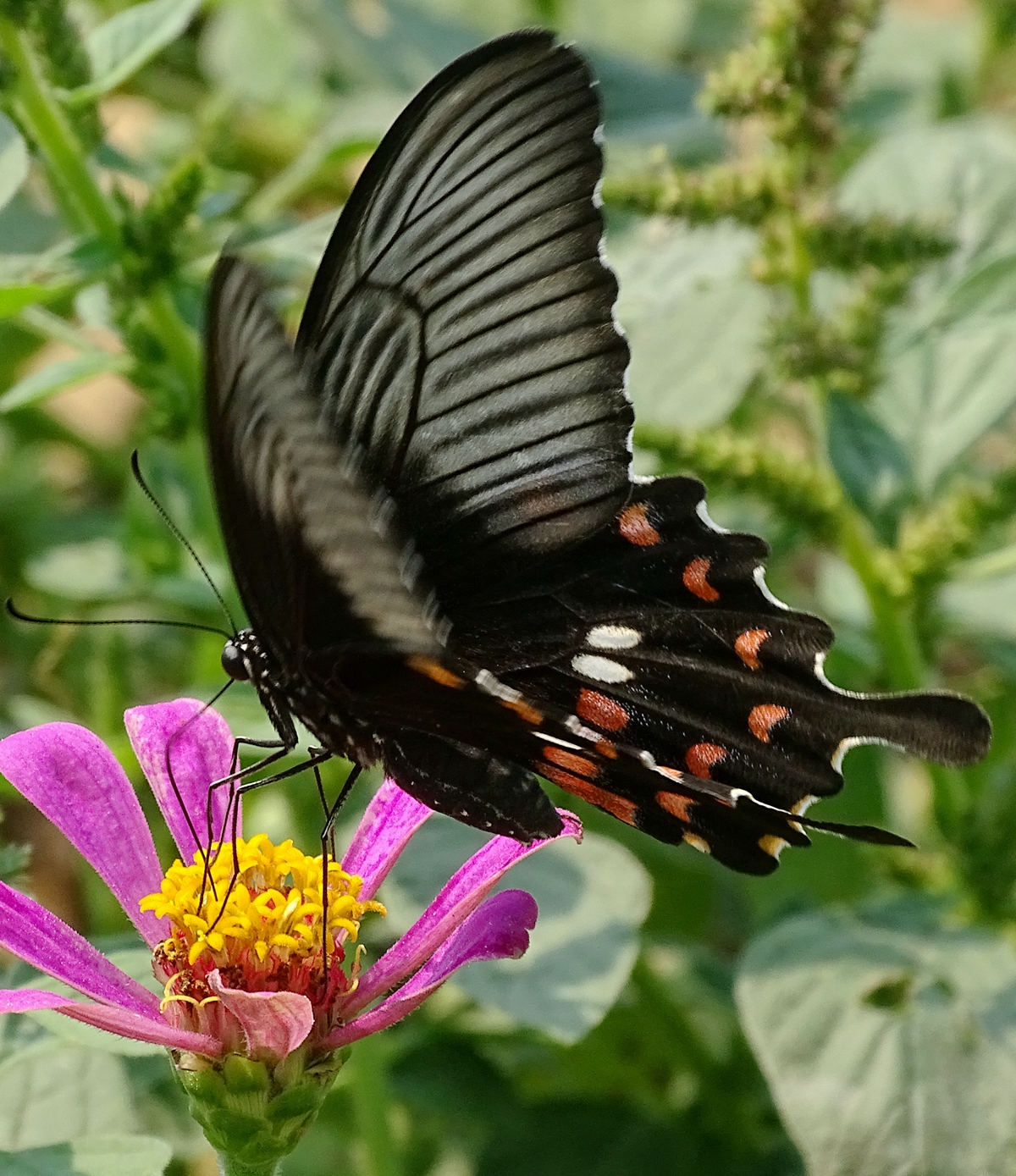 DSC01978_副本.jpg