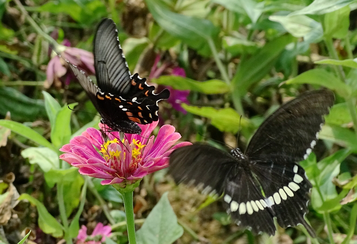 DSC01980_副本.jpg
