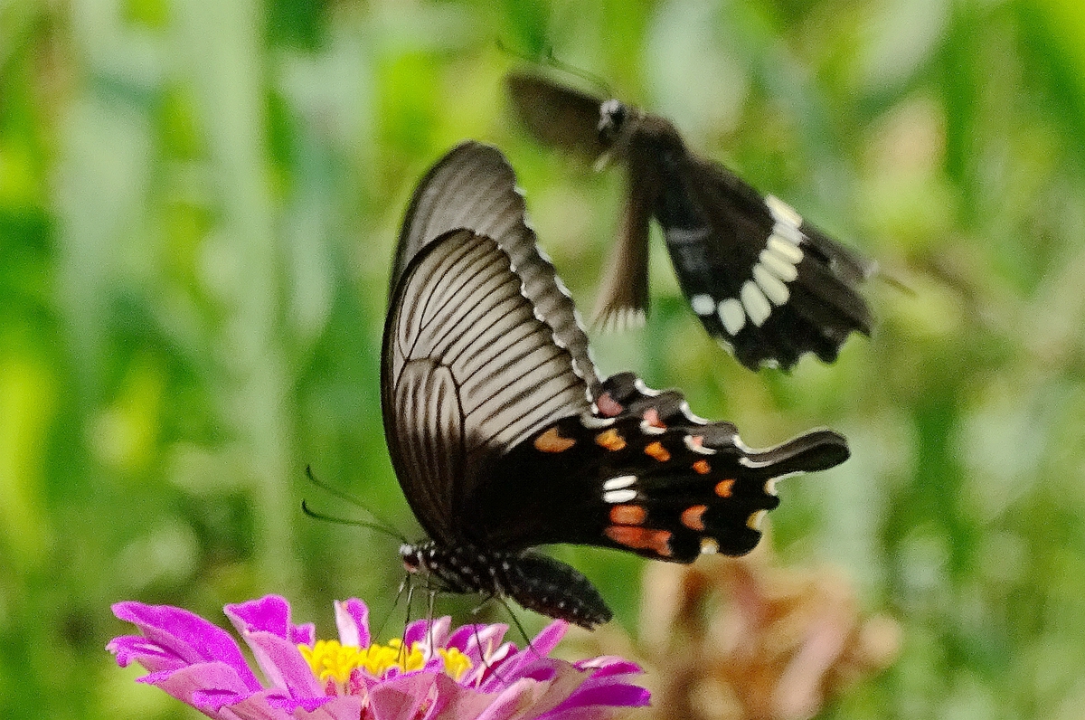 DSC01982_副本.jpg