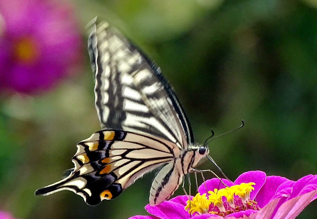 DSC02013_副本.jpg