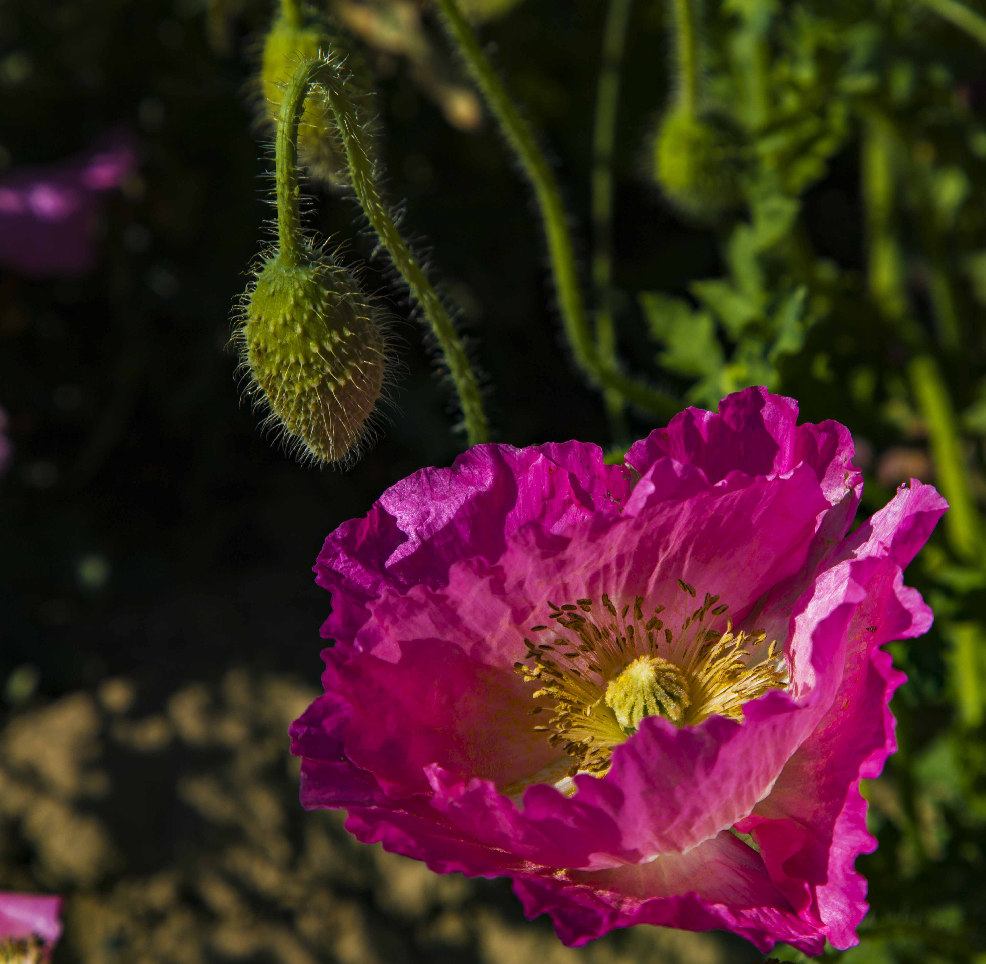IMG_7275.jpg