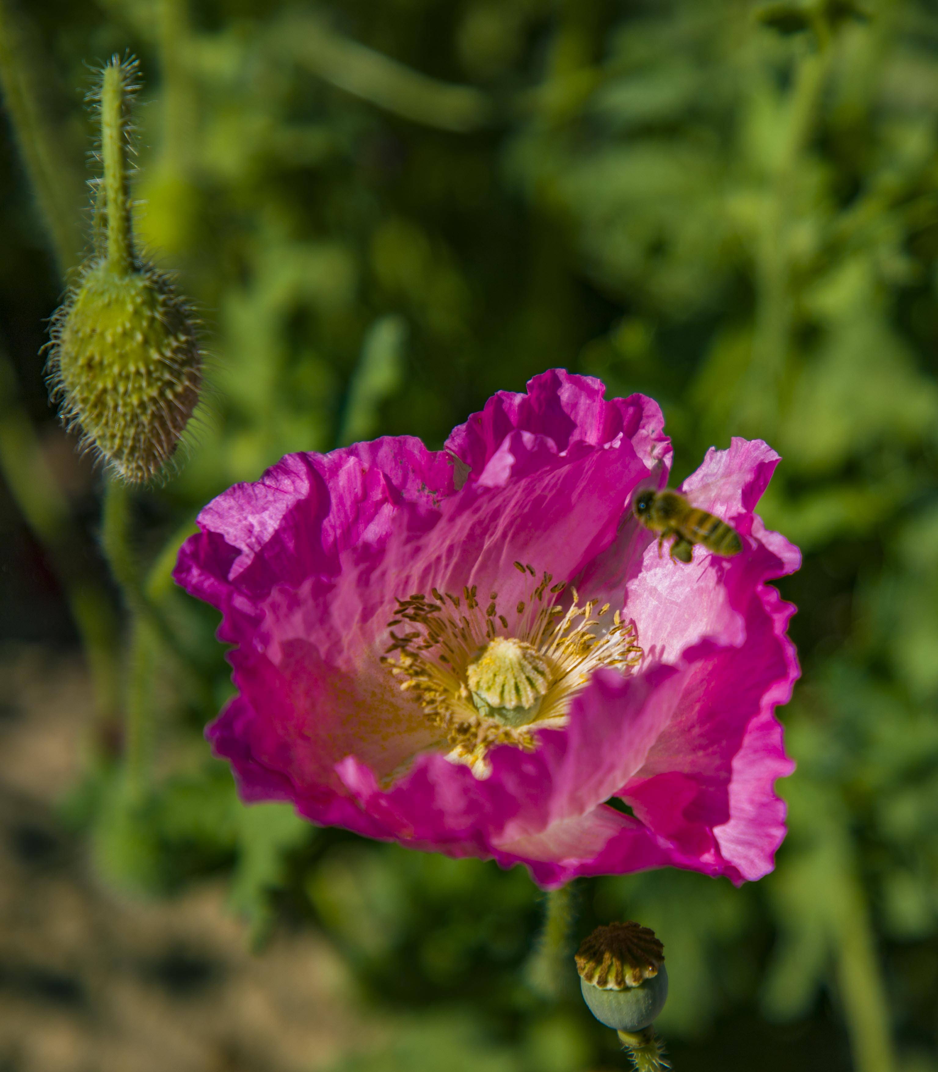 IMG_7278.jpg