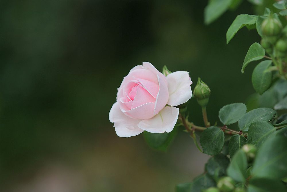 IMG_1284_副本_副本.jpg