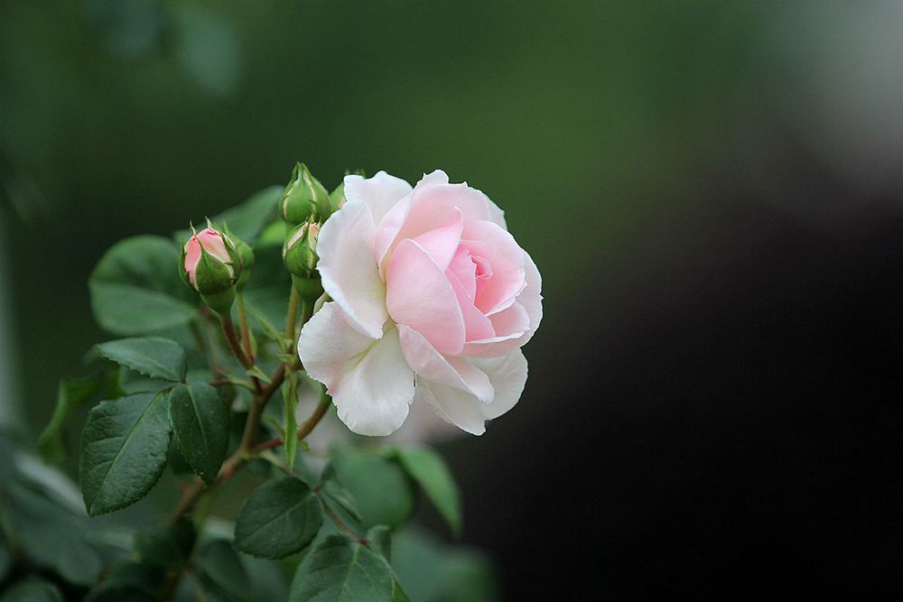 IMG_1290_副本_副本.jpg