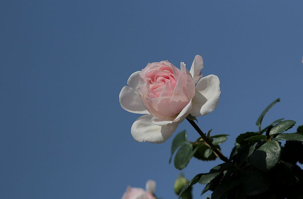 IMG_1410_副本_副本.jpg