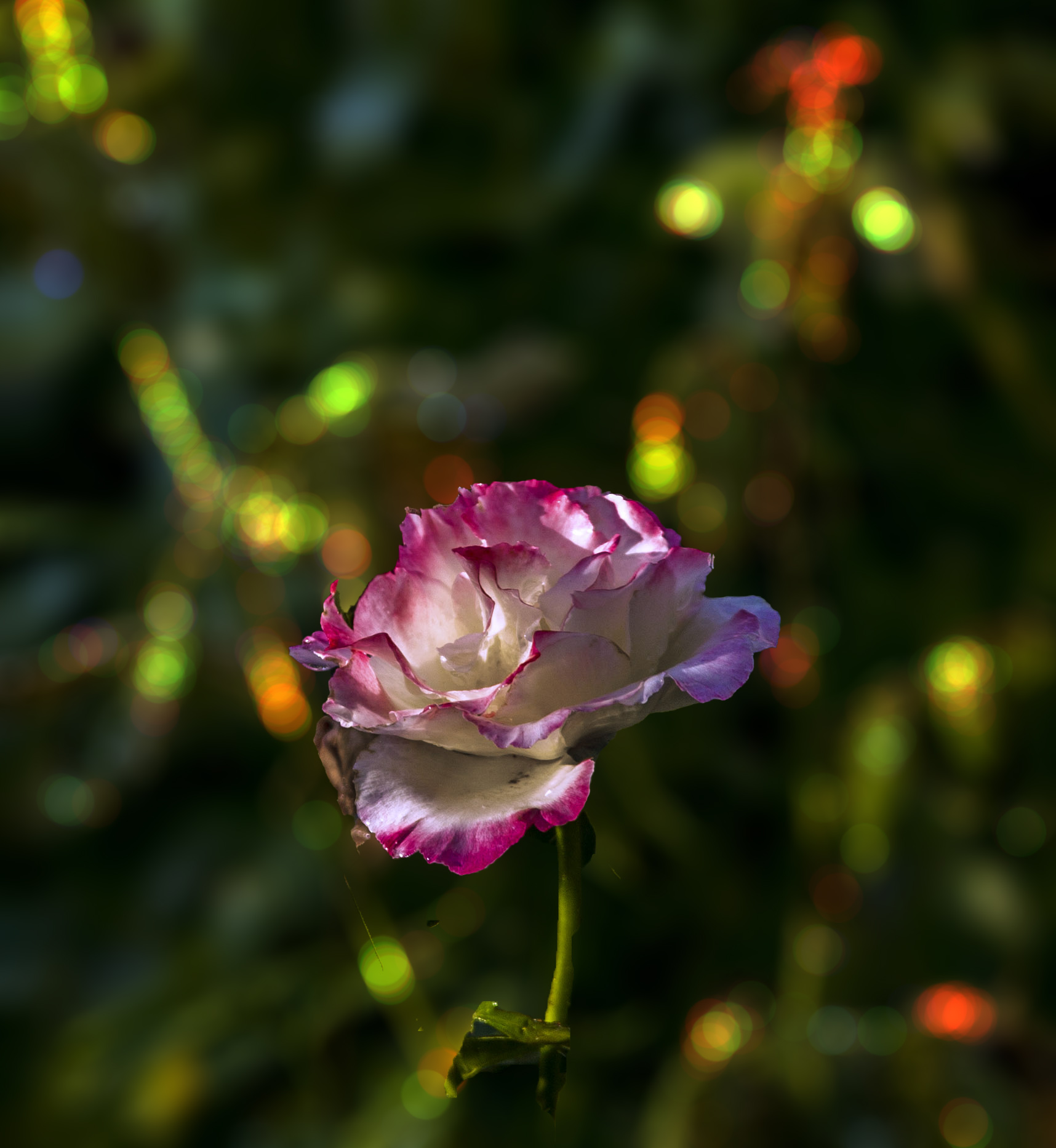 IMG_7573.jpg
