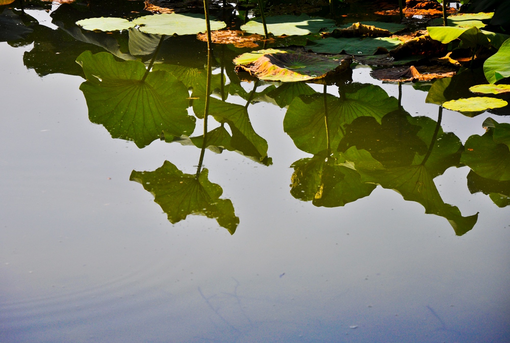 DSC_0550.JPG