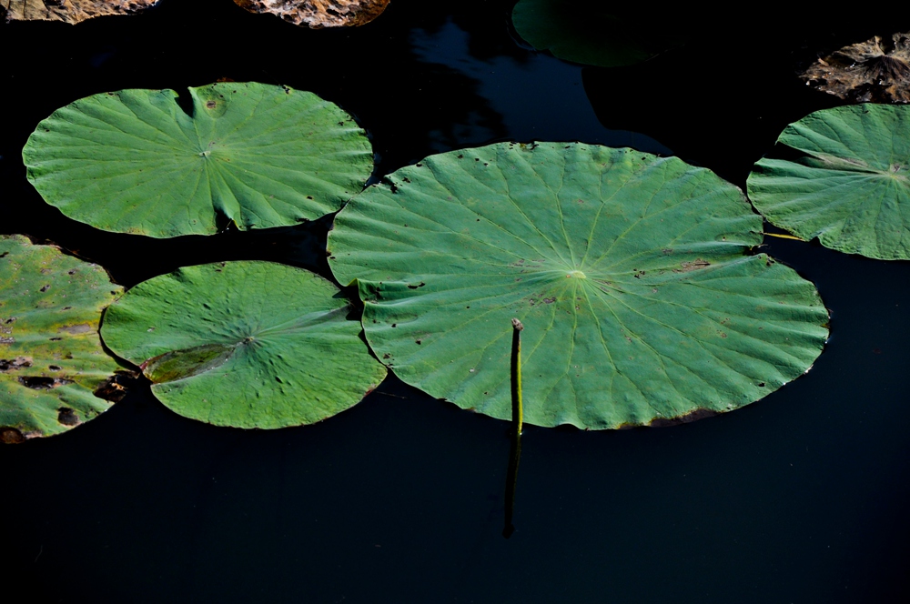 DSC_0574.JPG