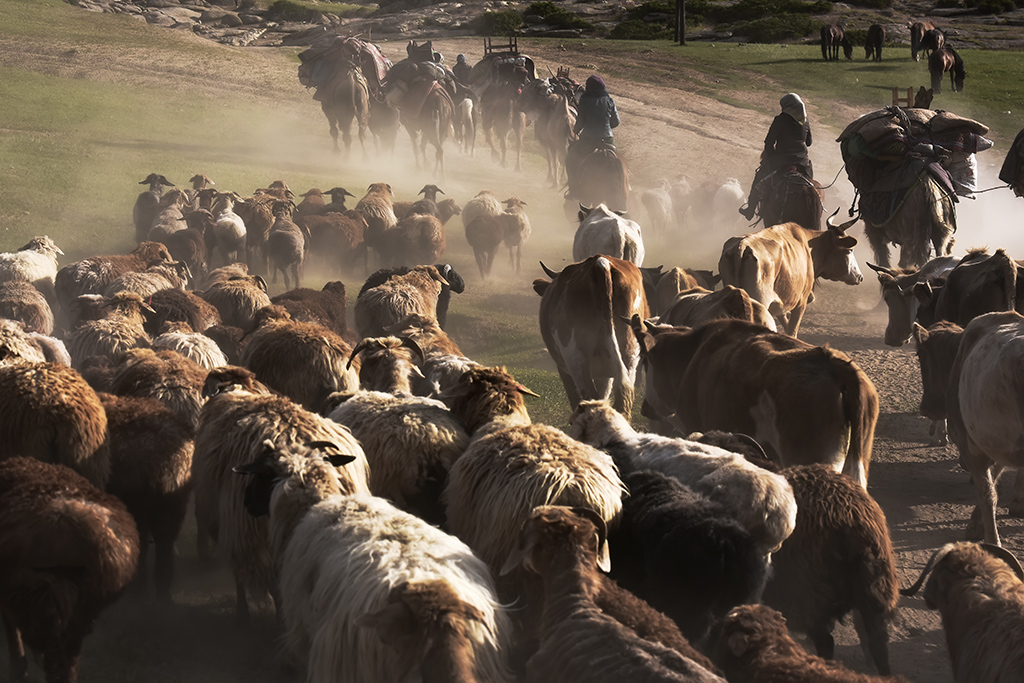 3、哈萨克族是马背上的民族，也是世上走路最多的民族。他们与牛羊为伍，不畏艰辛，一年四季都游走在追逐丰美水草的路途中。2019年6月摄于新疆福海县。.jpg