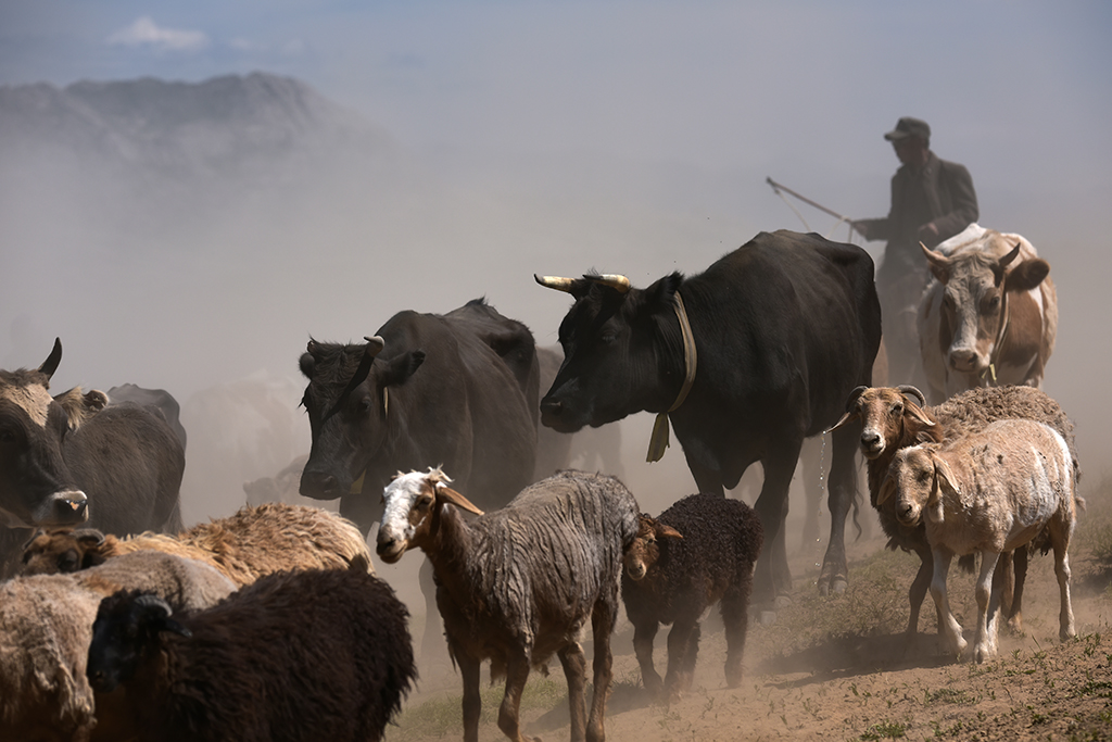 4、跟随转场大军长途奔波的大多是50岁左右的老一代牧民。他们与牛羊为伍，不辞劳苦，一年四季都在古道上与大自然的风霜雨雪做着抗争。2019年6月摄于新疆福海县。.jpg