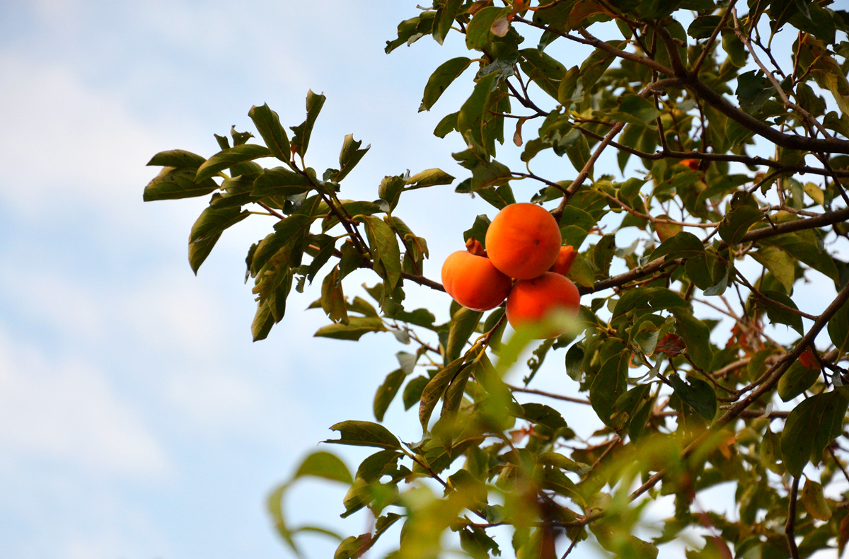 DSC_0016_副本.jpg