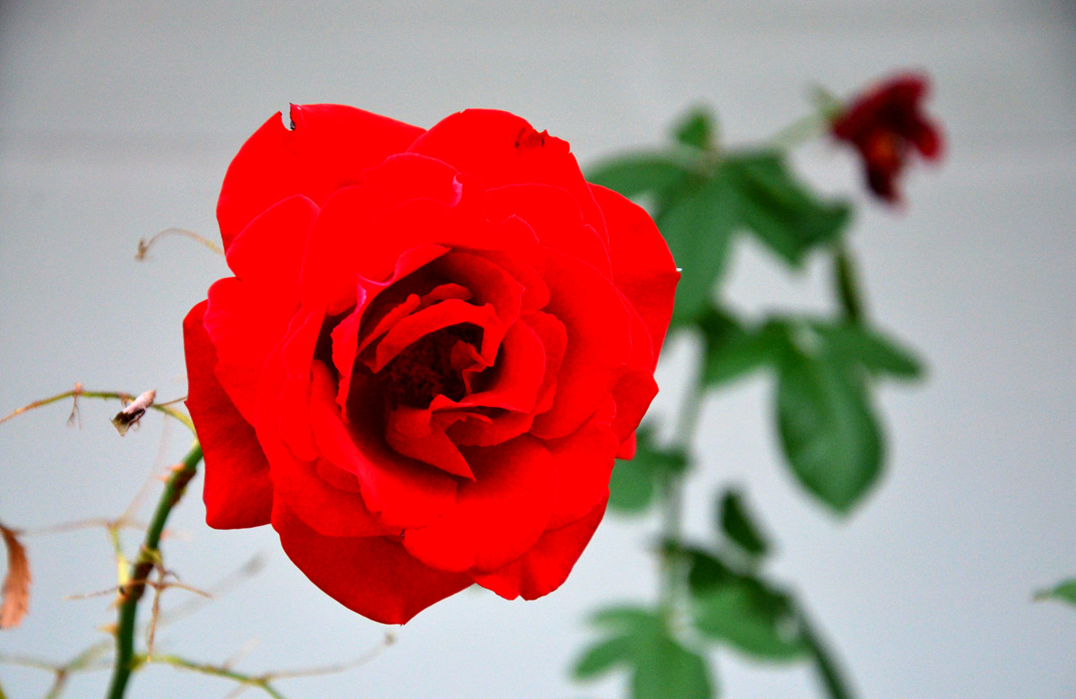 DSC_0054_副本.jpg
