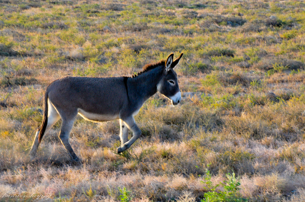 DSC_0409.JPG