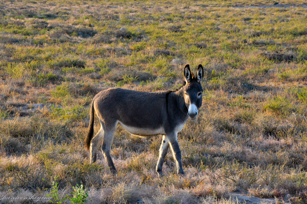 DSC_0410.JPG