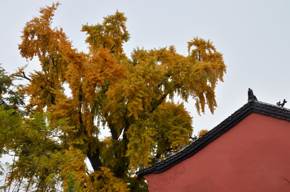 DSC_0031_副本.jpg