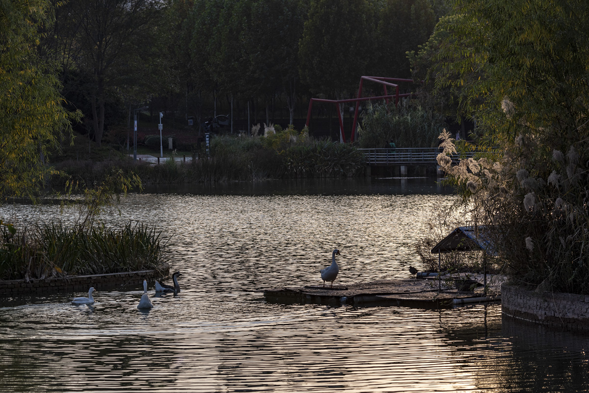 DSC_7372.jpg