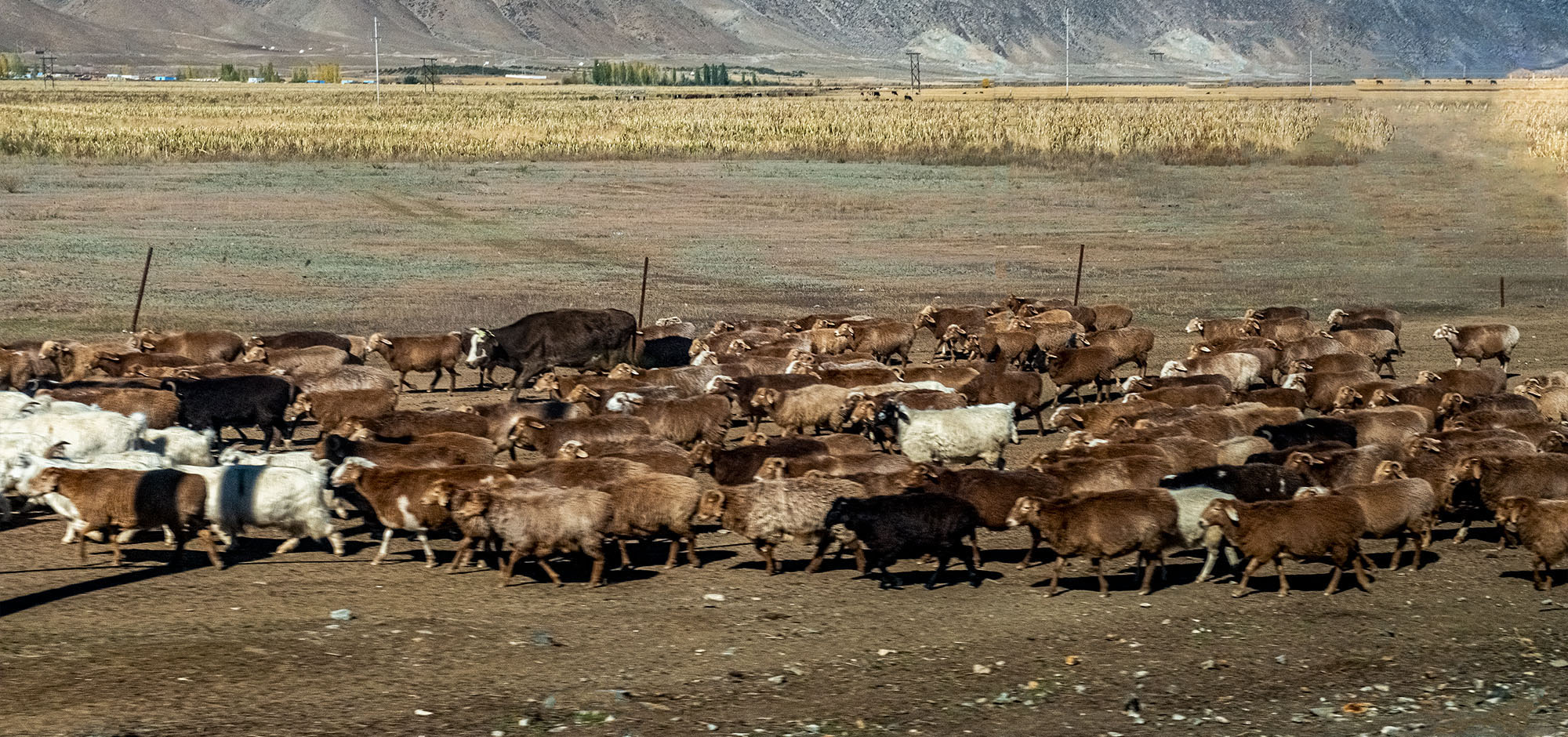 _DSC7758-1.jpg