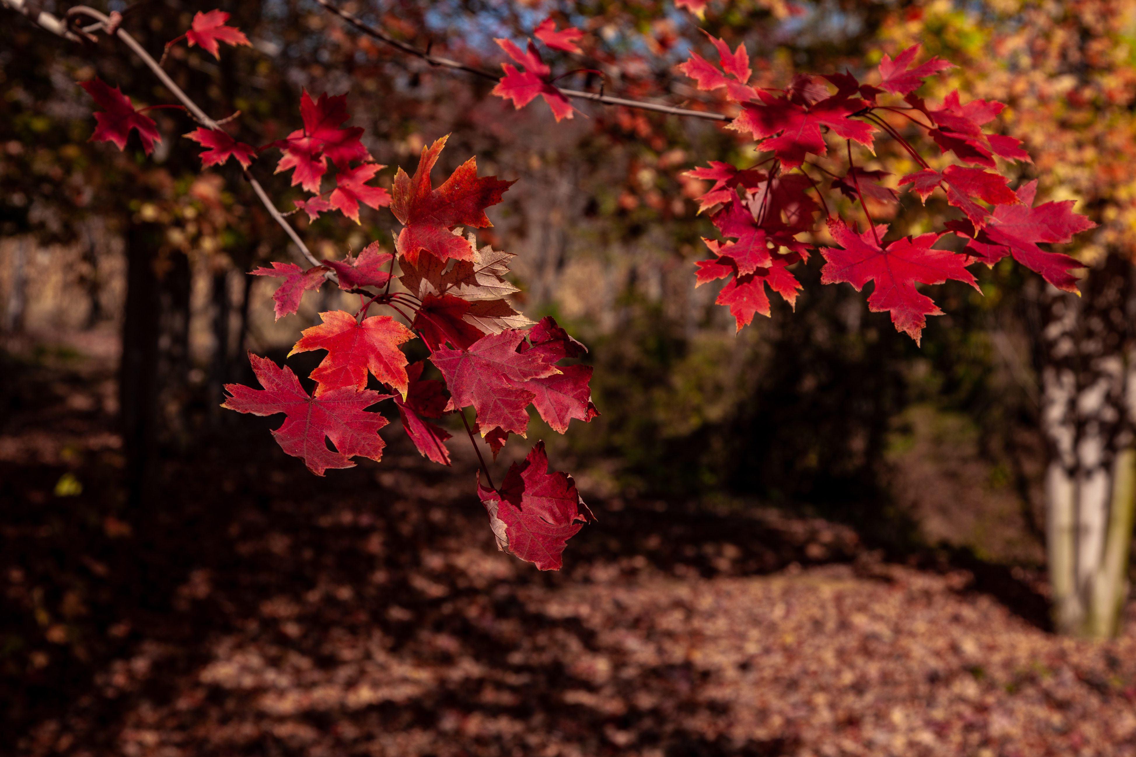 _MG_0725.jpg